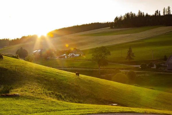 Yeşil çimenlerle ve bulutlu gökyüzüyle güzel bir manzara.