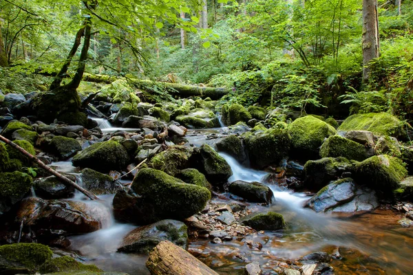 Ormanda güzel bir şelale