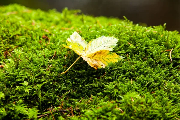 Ormanda yeşil yapraklar