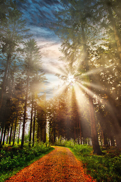 beautiful sunset in the forest