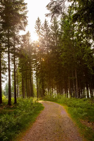 Dağlardaki güzel orman