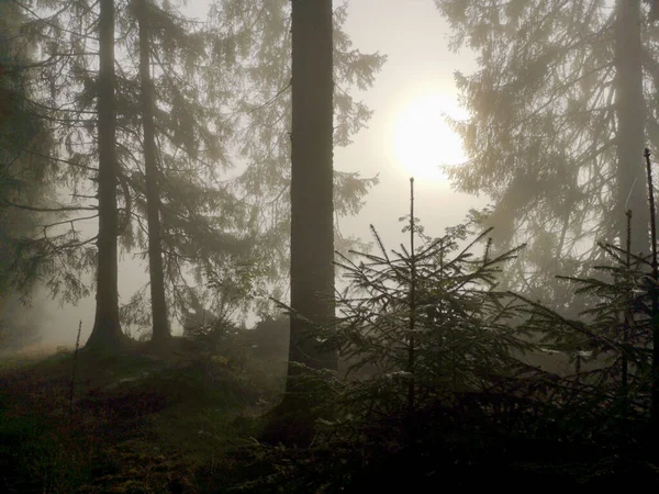 Kara Orman 'da gün batımı, Almanya, Mavi gökyüzü