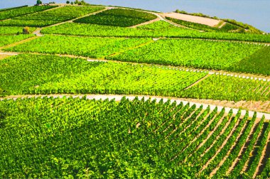 Üzüm bağlarının suluboya çizimleri, Rhine Vadisi 'ndeki ya da Ren Nehri Vadisi' ndeki asma sıralı yeşil alanlar, Rheingau şarap bölgesi, Rudesheim am Rhein yakınlarında, Almanya