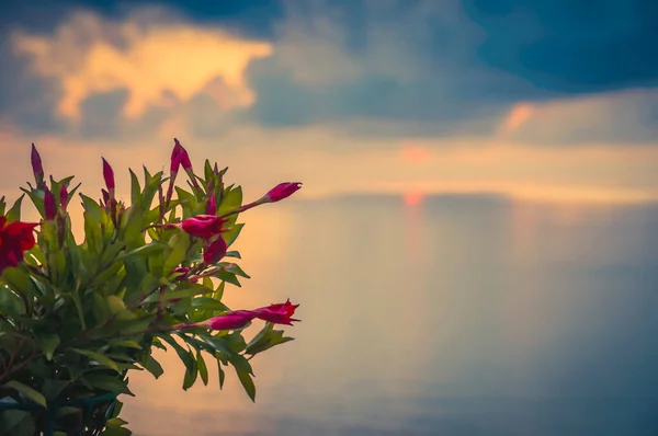 Watercolor drawing of Pink rose red beautiful bush of flowers in foreground of aerial view amazing sea sunset, twilight, seascape and endless horizon, Tropea, Calabria, Southern Italy