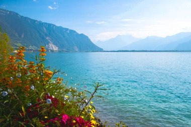 Montreux, İsviçre Riviera, Vaud kantonu, İsviçre 'deki Cenevre Gölü' nün kenarındaki gezinti alanında açan Alp ve Çiçeklerin suluboya resimleri.