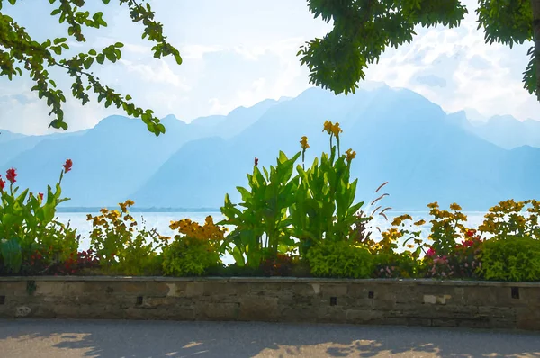 스위스의 몽트뢰에 화려하게 산들의 알프스산맥 꽃들의 만년설 스위스의 — 스톡 사진