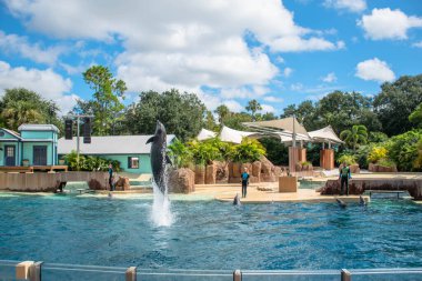 Orlando, Florida. 28 Eylül 2021. Seaworld 'de yunus atlayışı (60