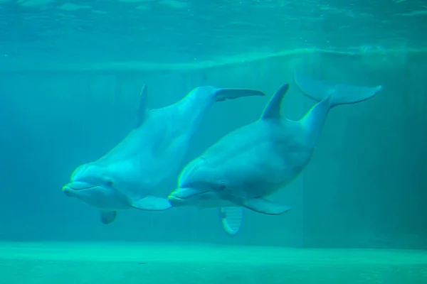 Orlando Florida Září2021 Setkání Delfínů Mořském Světě — Stock fotografie