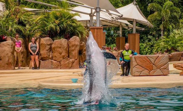 Orlando Florida September 2021 Dolfijn Avonturen Show Seaworld Stockfoto