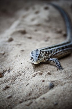 Lacerta agilis
