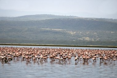 milyon pembe flamingolar