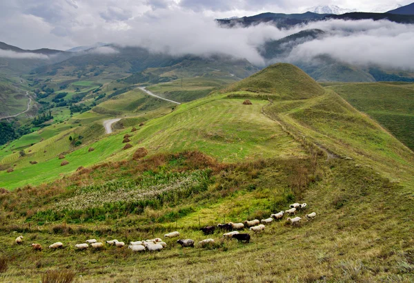 Ovejas y ovejas. Osetia del Norte, Rusia . —  Fotos de Stock