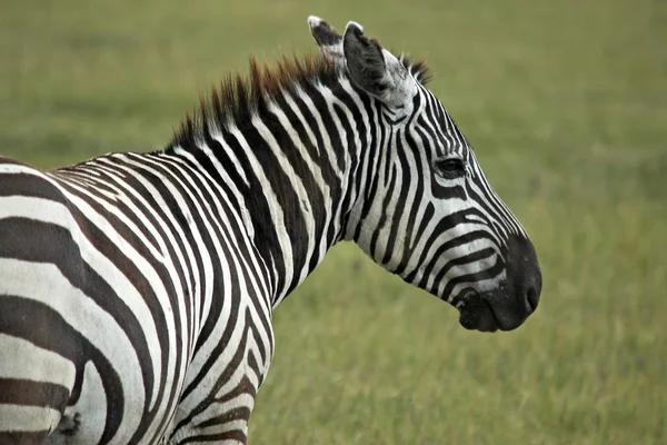Única zebra africana . — Fotografia de Stock