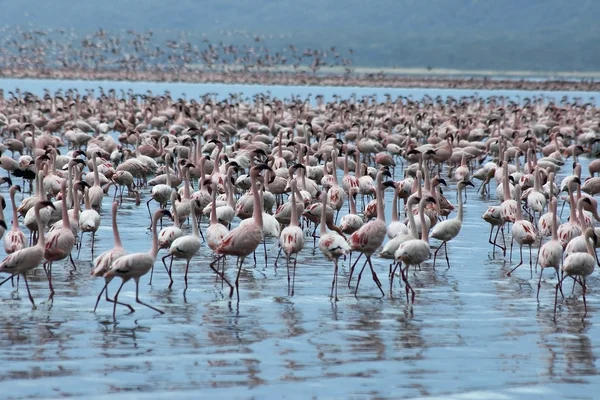 milyon pembe flamingolar.