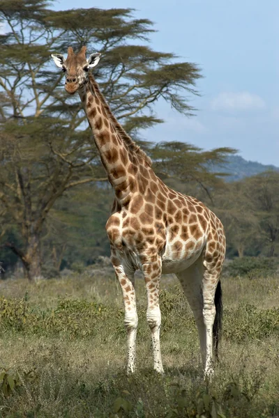 Одинокий африканский жираф — стоковое фото