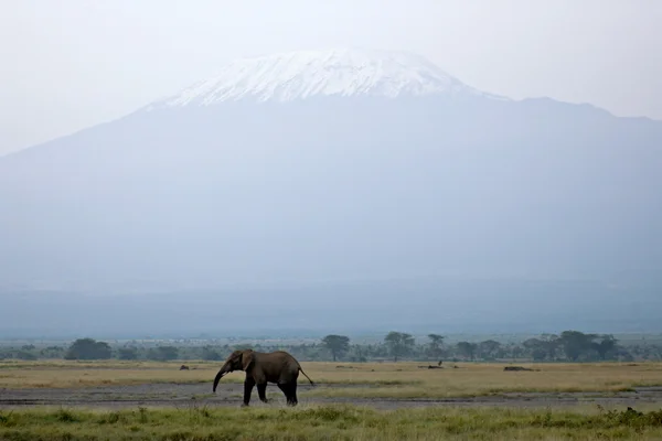 Mt. Kilimanjaro and single African elephant — Stock Photo, Image