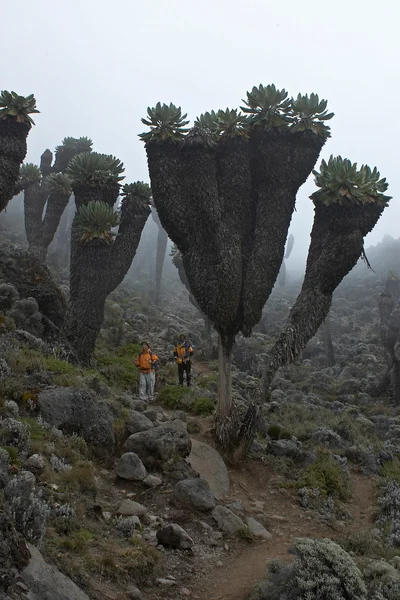 Wandelen in Afrika — Stockfoto