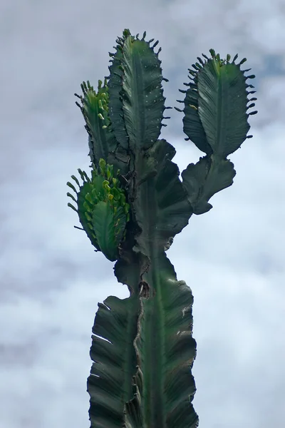 非洲植物 — 图库照片