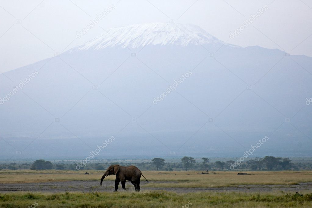 Mt. Kilimanjaro and single African elephant