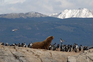 sealion ve deniz kuşları.