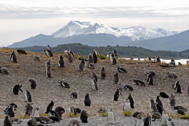 ushuaia yakınındaki birçok penguenler.