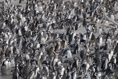 ushuaia yakınındaki birçok penguenler.