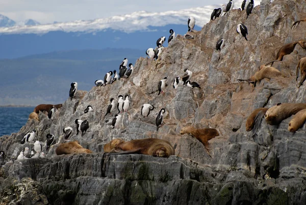 Ontspannende zeeleeuwen en zeevogels. — Stockfoto