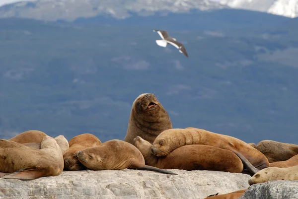 Phoques relaxants et mouette . — Photo