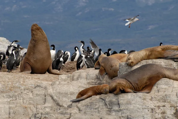 Sealioni rilassanti e uccelli marini . — Foto Stock