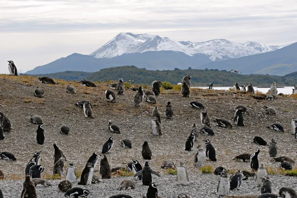 Many penguins near Ushuaia. — Stock Photo, Image