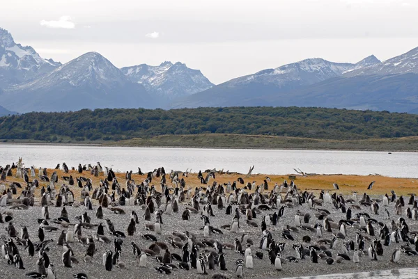 Många pingviner nära ushuaia. — Stockfoto