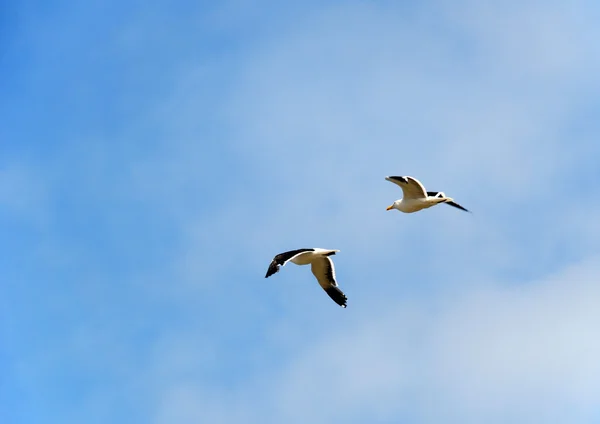 Two flying seagulls. — Stock Photo, Image
