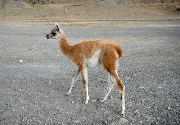 One standing baby guanaco — Stock Photo, Image