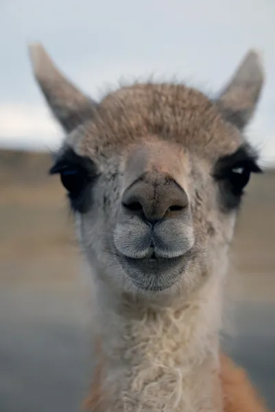 Guanaco in Patagonia — Stock Photo, Image