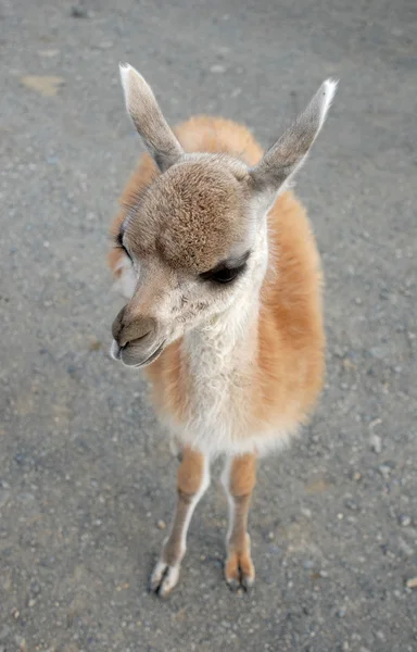 A photo of baby of guanaco — Stock Photo, Image