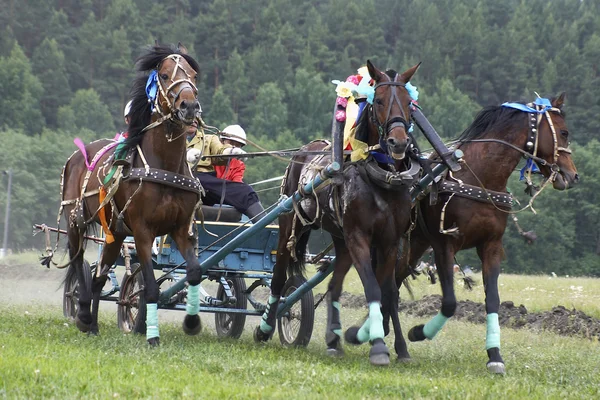 Dostih. tři koně v postroji — Stock fotografie