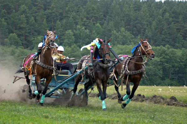 Corrida de cavalos. Três cavalos em arnês . — Fotografia de Stock