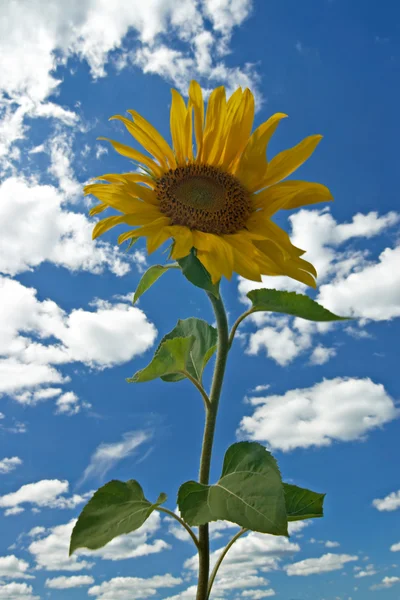 Sunflower — Stock Photo, Image