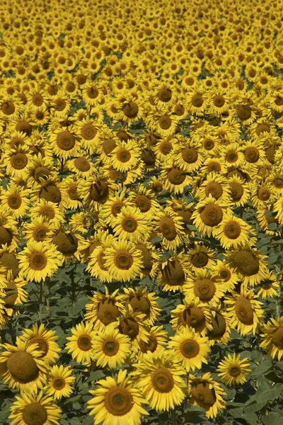 Blissful field of sunflowers 6 — Stock Photo, Image