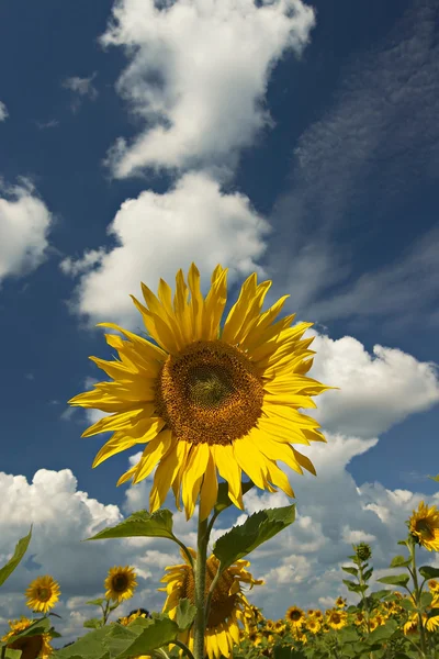 Field of sunflowers with sky and clouds. — Stock Photo, Image