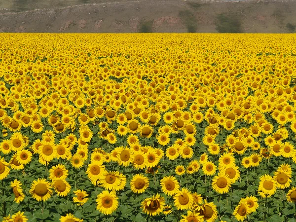 Champ de tournesols heureux 4 — Photo