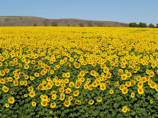 Blissful field of sunflowers 1 — Stock Photo, Image