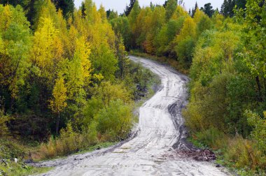 Ormanda sonbahar yolu.