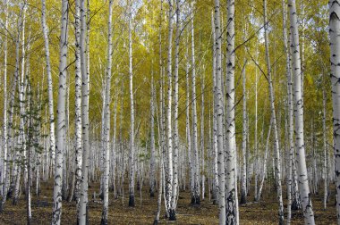 Tortum huş ağacı orman.