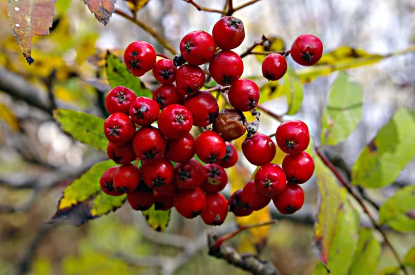 Rowan berries naturally hanging on the tree. — Stock Photo, Image