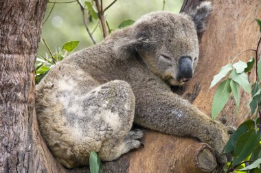 sydney, Avustralya yakınlarında tabiatı bir koala ayısı.