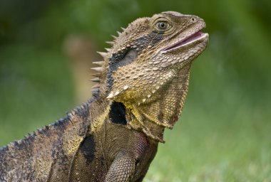 Avustralya kertenkele, Doğu su dragon.