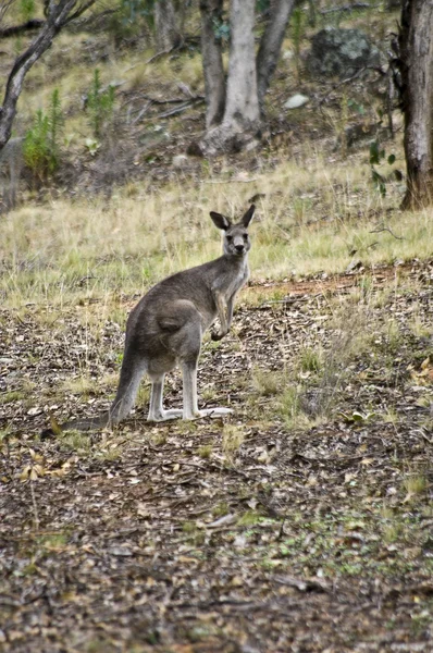 Vilda känguru. — Stockfoto