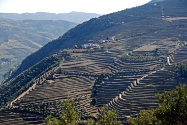 Douro valley - posta bağ bölge Portekiz.