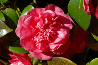 pembe kamelya çiçeği